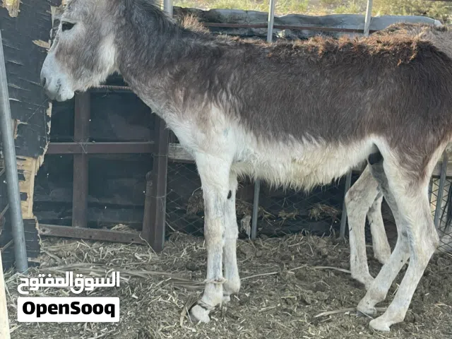 للبيع حمار
