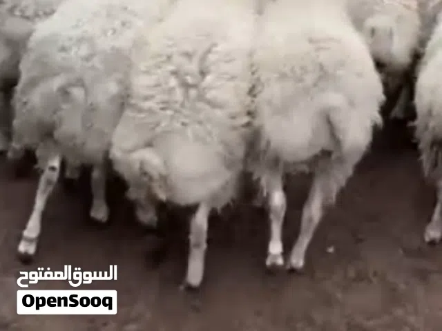 أضاحي أغنام أفضل الأغنام الجورجية بأوزان ممتازة