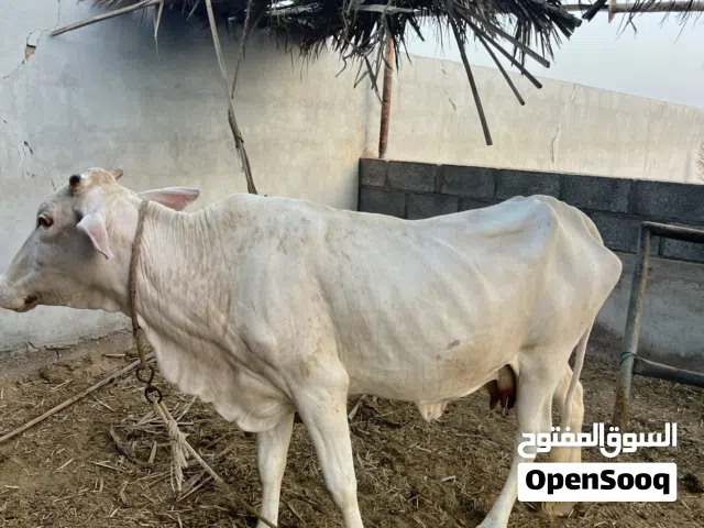 ابقار حليب / ابقار توليد محلي