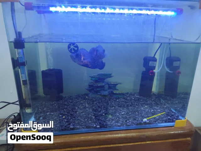 السلام عليكم عندي حوض سمك حجم متوسط نظيف جداً وبحالة ممتازة للبيع