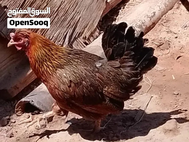 دجاج بلدي للبيع  سعره 12000