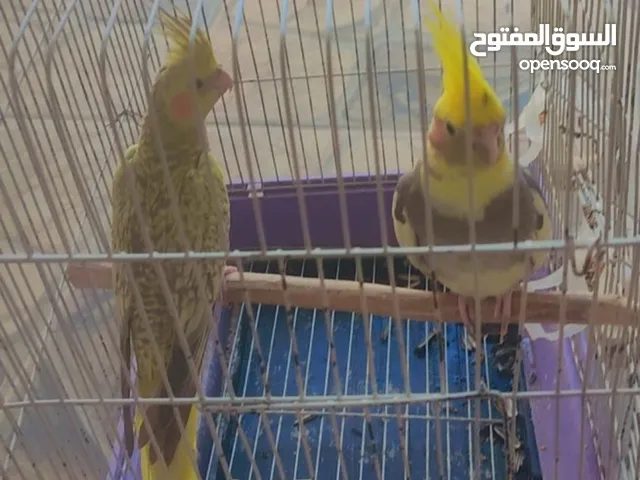محمد لبيع طيور
