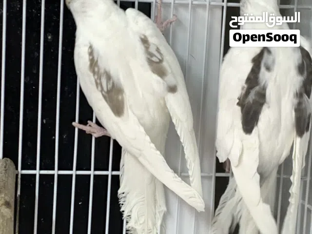 متاح زوج مخاليف كوكتيل بايد انتاج عراقي