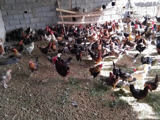 دجاج عربي للبيع العمر 13شهر العدد 300يزيد وينقص دجاج يدحي ومحصنات الله يبارك