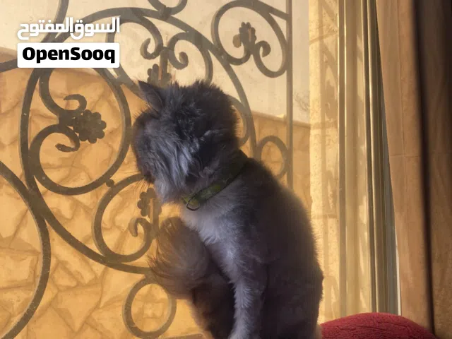 انثى شيرازي مون فيس للبيع بسعر مغري