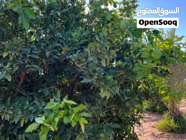 Residential Land for Sale in Tripoli Qasr Bin Ghashir