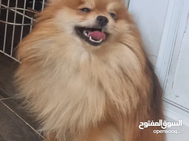 ذكر بوميرانيان للتزاوج عمره سنتين و 5 اشهر  (male for breeding)