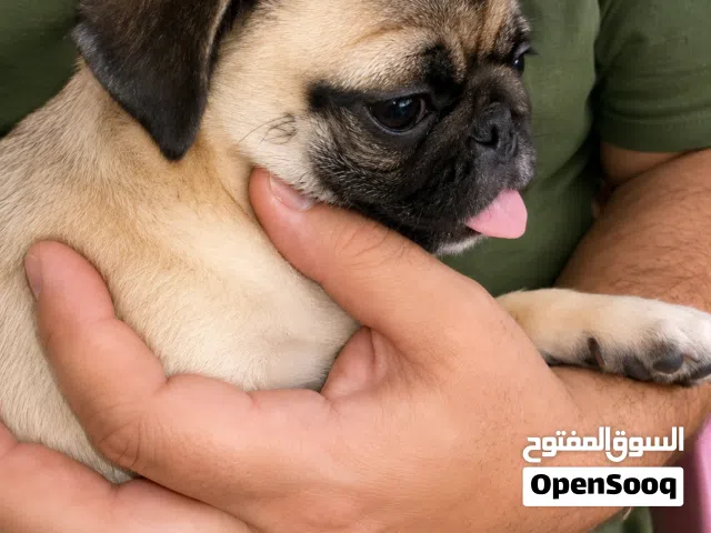نتايه بج اهالى مستورده حجم مينى مينى