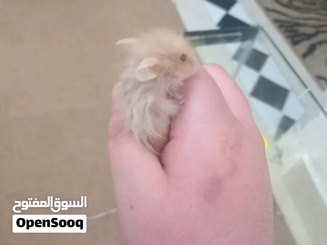 يوجد لدي هامستر سوري جميل وبصحة ممتازة وعمره شهرين ويوجد معه حوض زجاج خاص به وطعام والتواصل واتساب