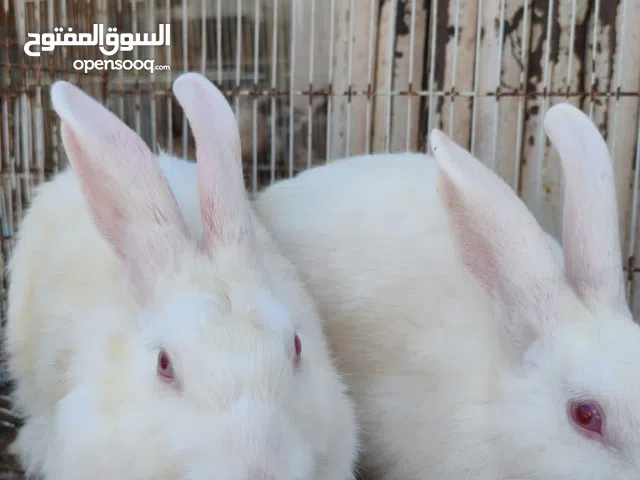 للبيع ارانب