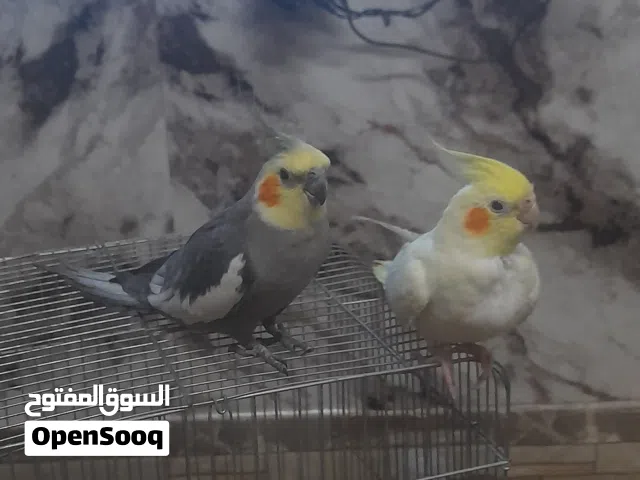 جوز كوكتيل اليفات عباره عن معجونه ذكر وين مطروح الطيره بلحقها