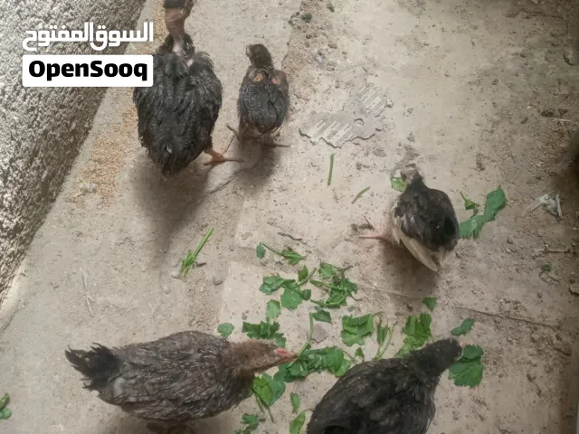 افراخ عرب البيع