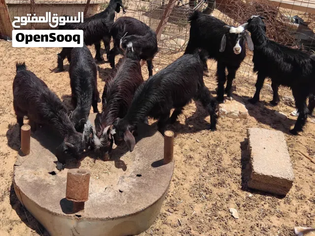 بسم الله  توكلنا على الله  5 جديان معاهم 3 عنايق للبيع أعمارهم من 3 إلى 4 شهور  خاليات من العيوب