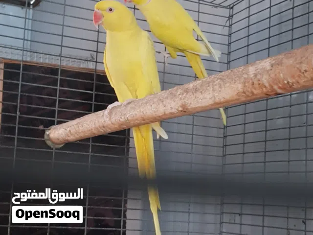 للبيع مجموعه دره منتجات انتاج عراقي