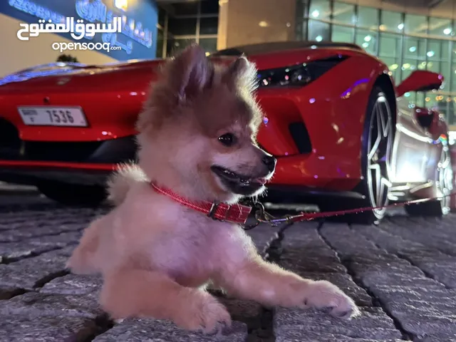 Adorable Male Pomeranian puppy