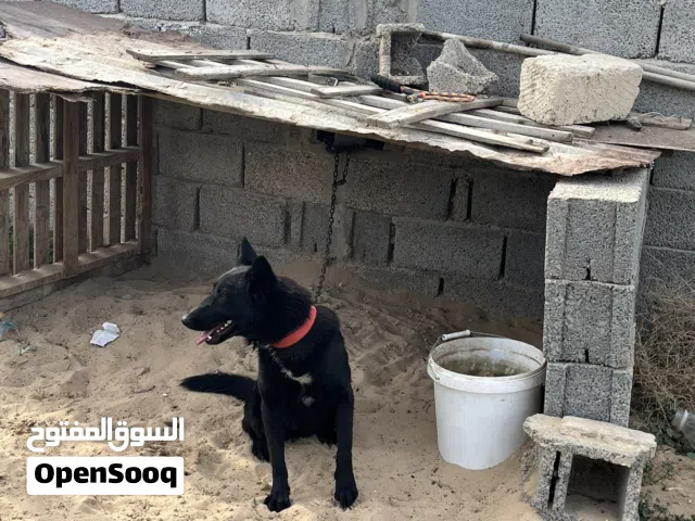 كلب بلاك جاك أنثى