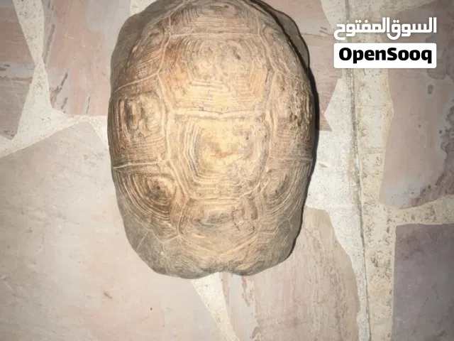 سلحفاة بسعر 7