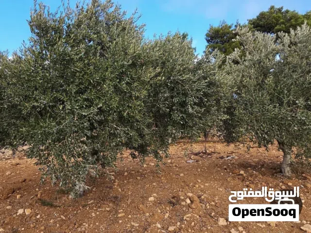 مطلوب مزرعة زيتون او اي شجر مثمر للضمان او للإيجار