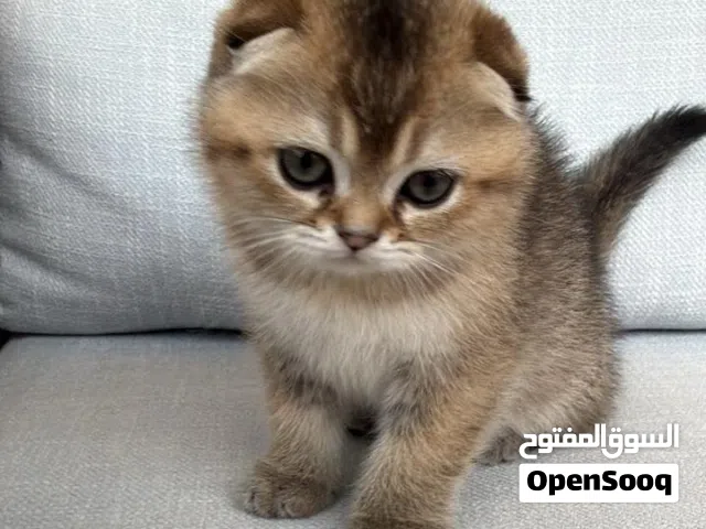 سكوتش فولد انثى للبيع
