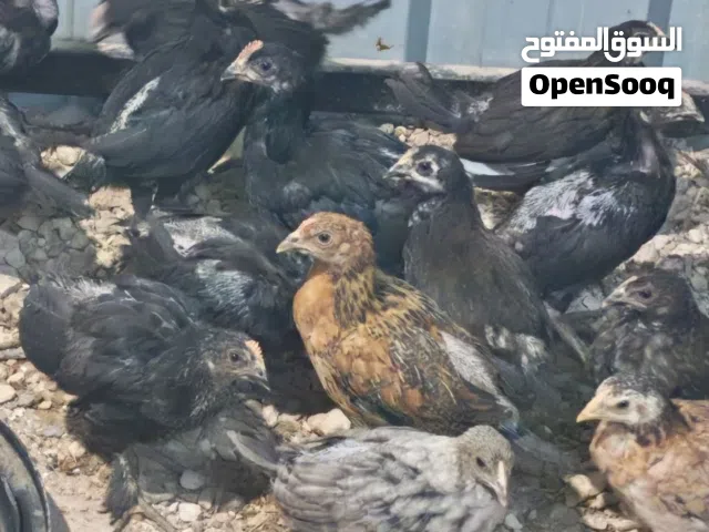 متوفر 50 صوص بلدي عمر شهر ونص للبيع