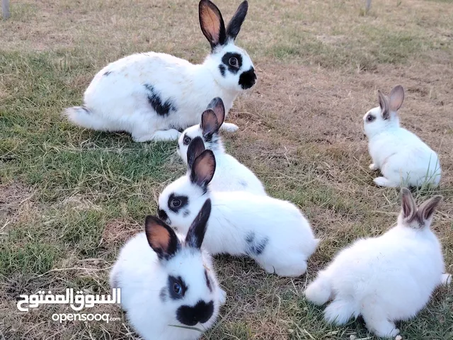 أرنب فراشه تحتها 6