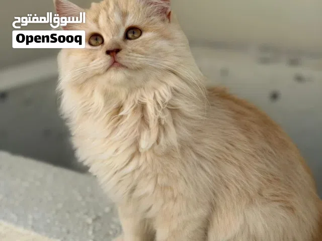 قطط شيرازيات للبيع