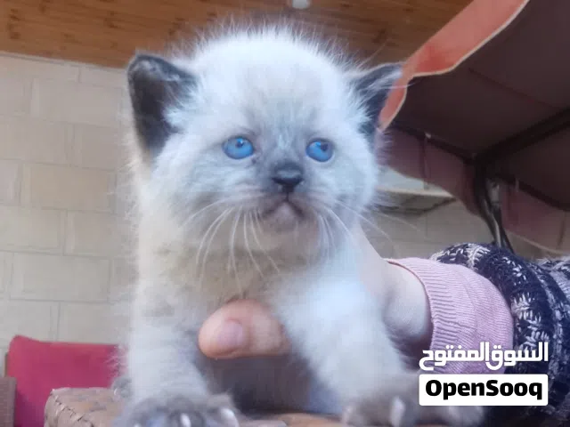 قط ذكر عمر شهر