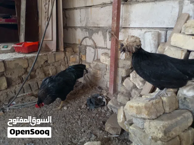 السلام عليكم دجاج للبيع اقرء الوصف