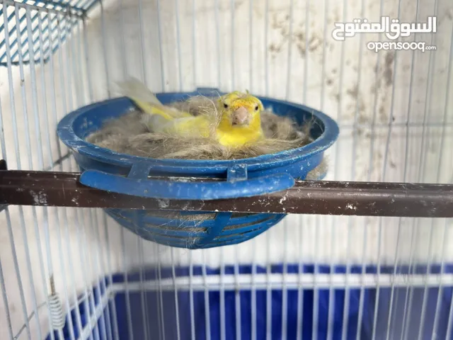 طيور كنار كوم