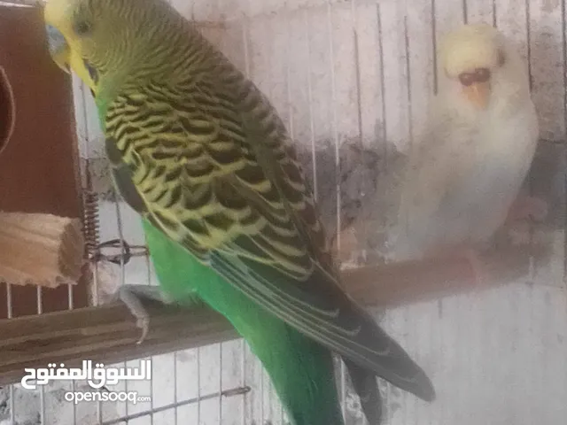 كوبياعصفير بقلينة للبيع الذكرعربي وا النثا إنجليزية السعر على الخاص