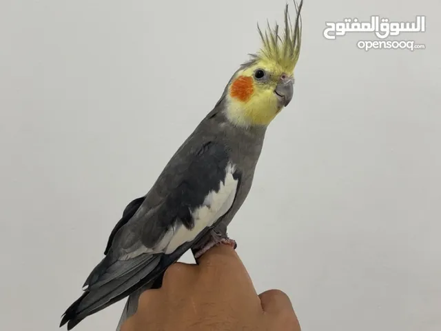 للبيع كروان