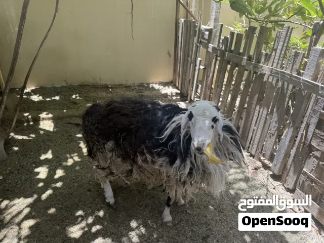 كبش نجدي تربية المزرعة