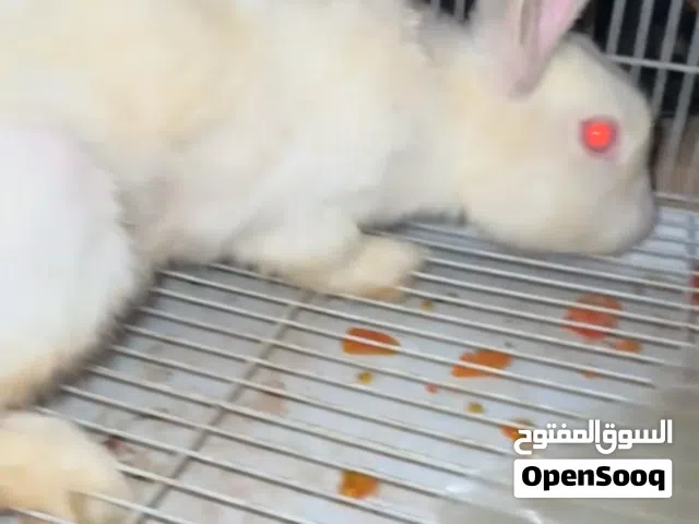 للبيع انثى معا عيالها