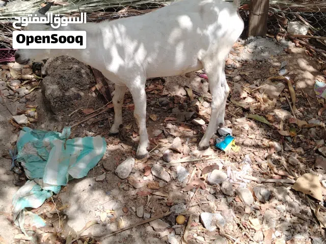 ما شاء الله تيوس للبيع صومالي ب65فالاثنين
