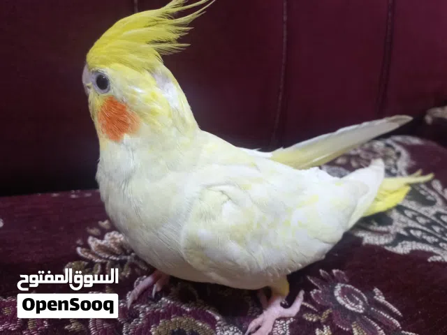 للبيع ببغاء كوكتيل