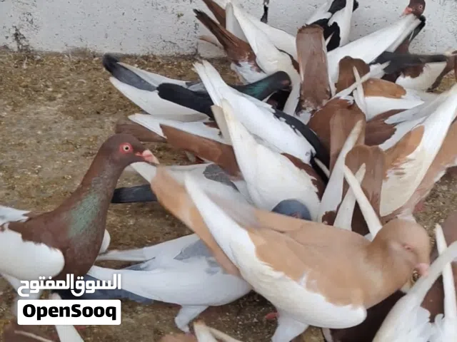 فراخ يهوديات فطم جديد كل شيء واضح بالفيديو
