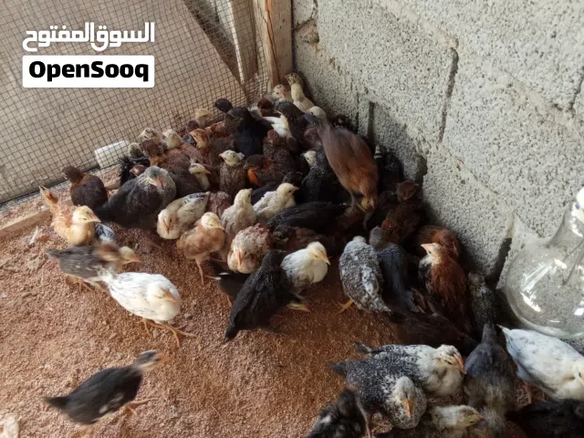 السلام عليكم عتاتيق عربيت 100 طرف