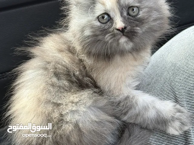 انتاج تحفة للبيع