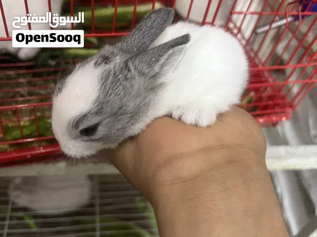 ارانب صغیره