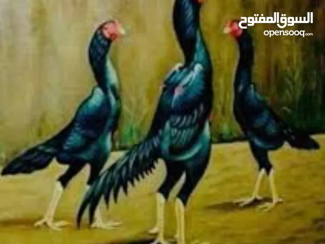 ديك باكستاني موقع لوى طير ماعليه كلام.