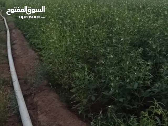 1 Bedroom Farms for Sale in Al Hudaydah Other