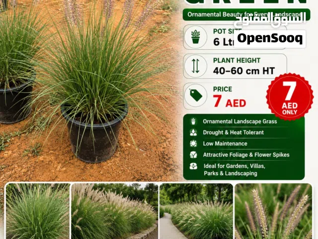 Pennisetum Green