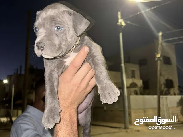 بيتبول انثى من اجمل الالوان تم صافي الكلبة عبارة عن لعبة الصور لحالها بتحكي