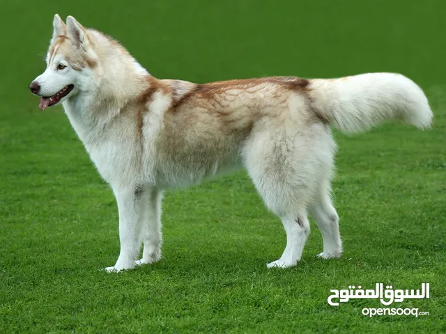 مطلوب كلب للتبني