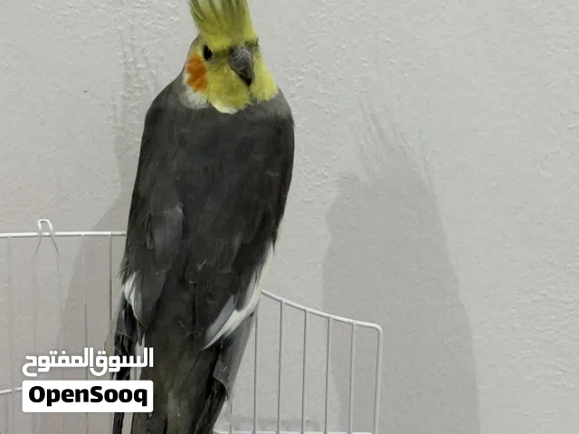 للبيع طائر الكوكتيل