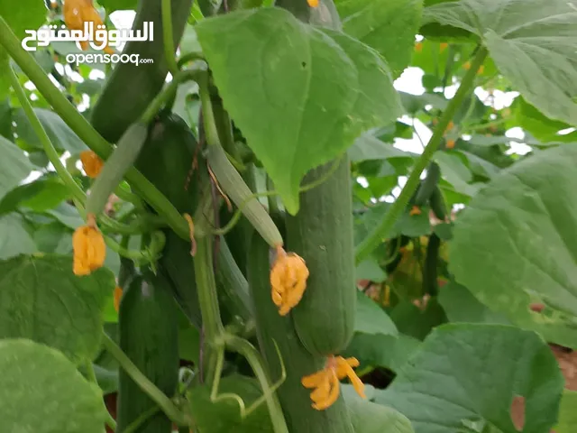 مشروع زراعة بيوت محمية زراعية