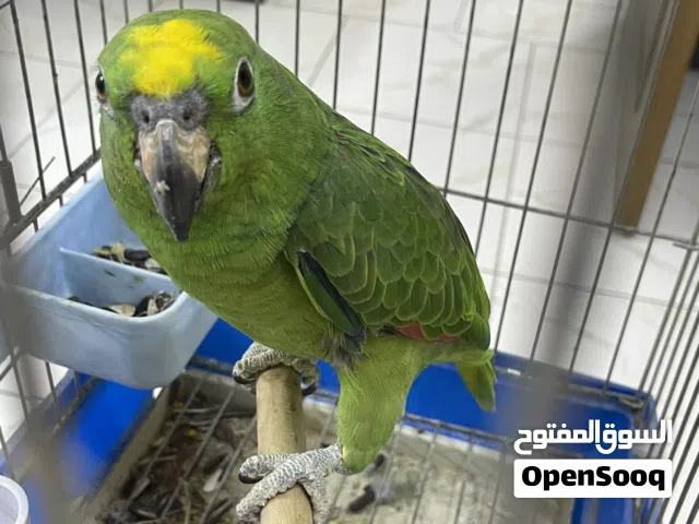 امزوني يلو كراون ابيعة وحشي او مراوس