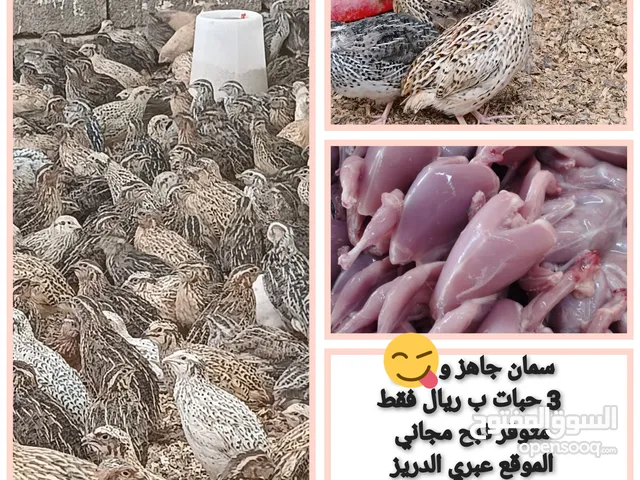 دجاج عماني فرنسي و دجاج رومي و سمان