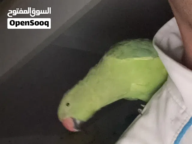 ببغاء درة اليف