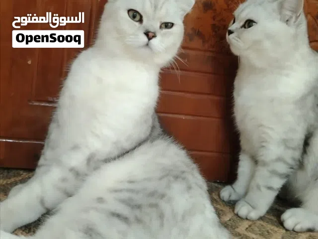 قط سكوتش فولد وانثي سكوتش ستريت